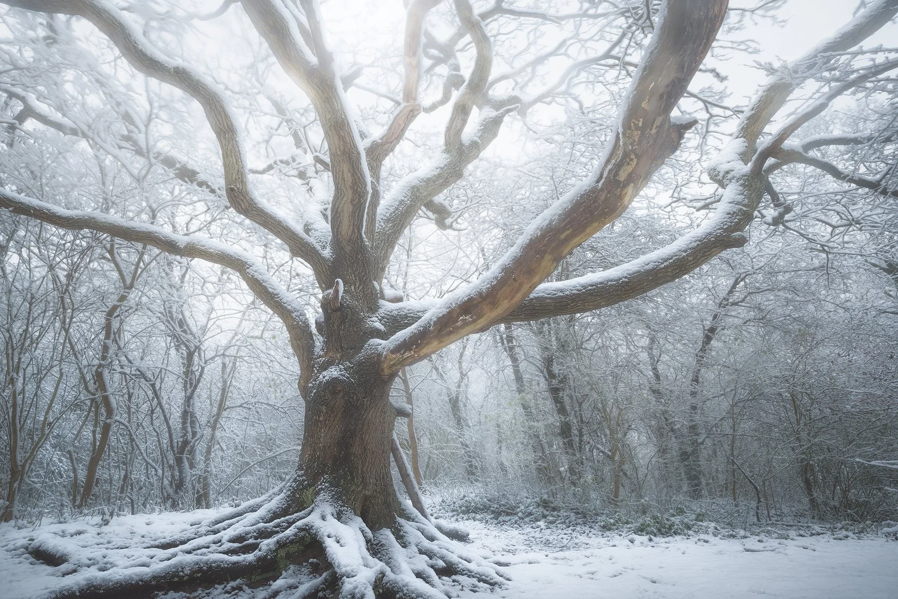 Forest Photography Editing Course, 4 Seasons! — Laanscapes